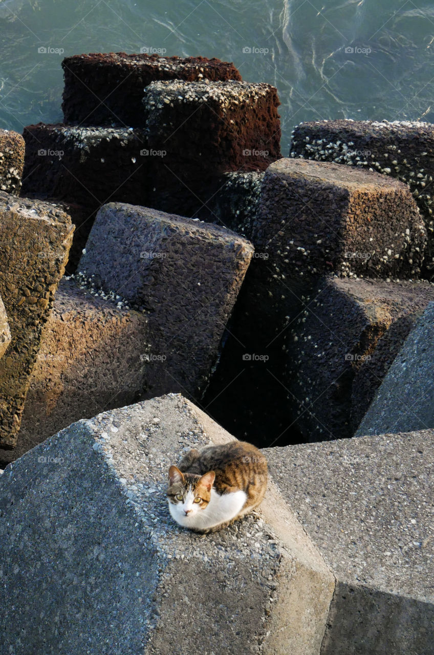 A cute cat sits on breakwater, breakwater in the back with a bit of the ocean