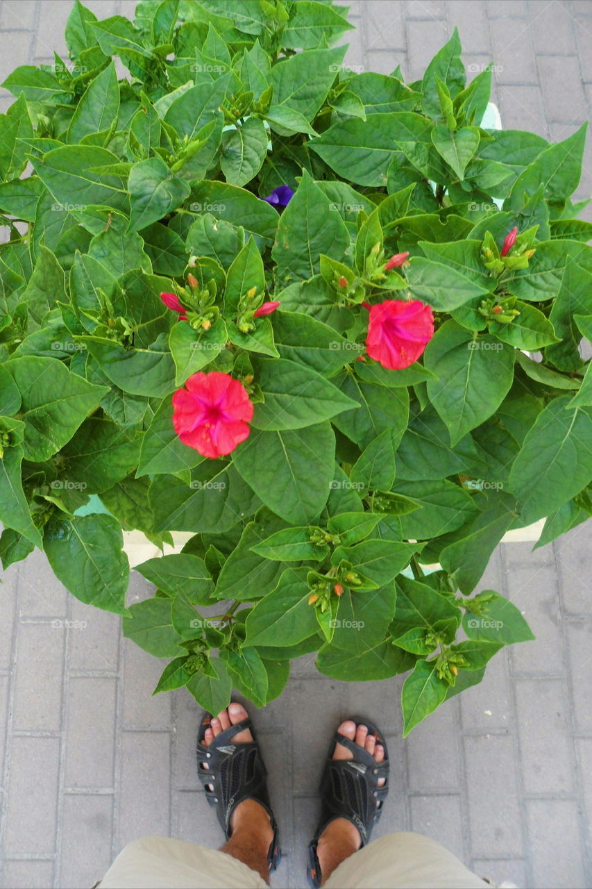 big beautiful flower with green leaves