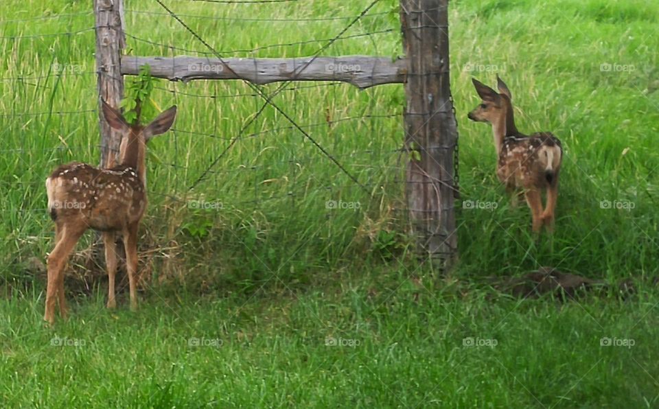 Twins Fawns in Spring