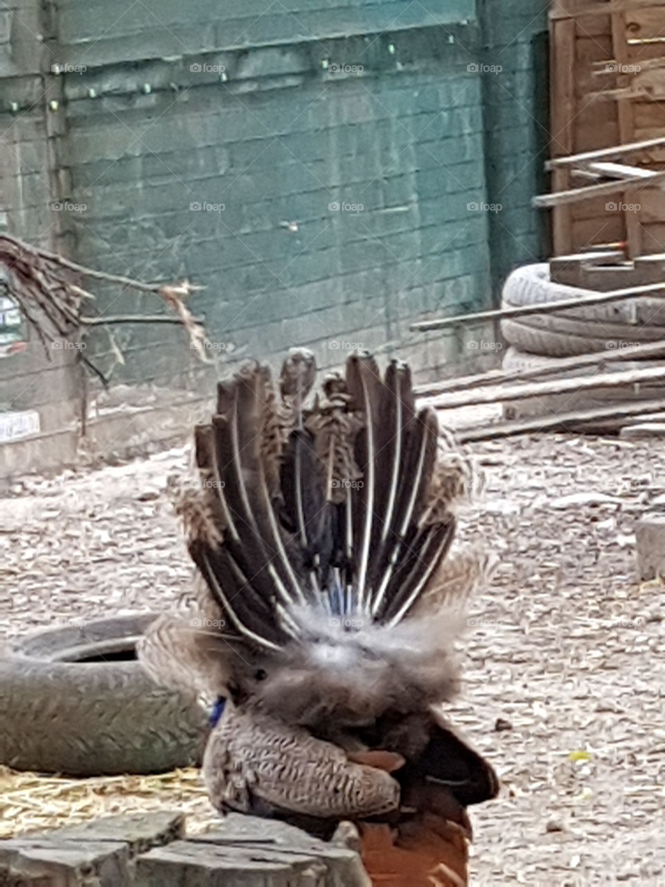 a young peacok cartwheels