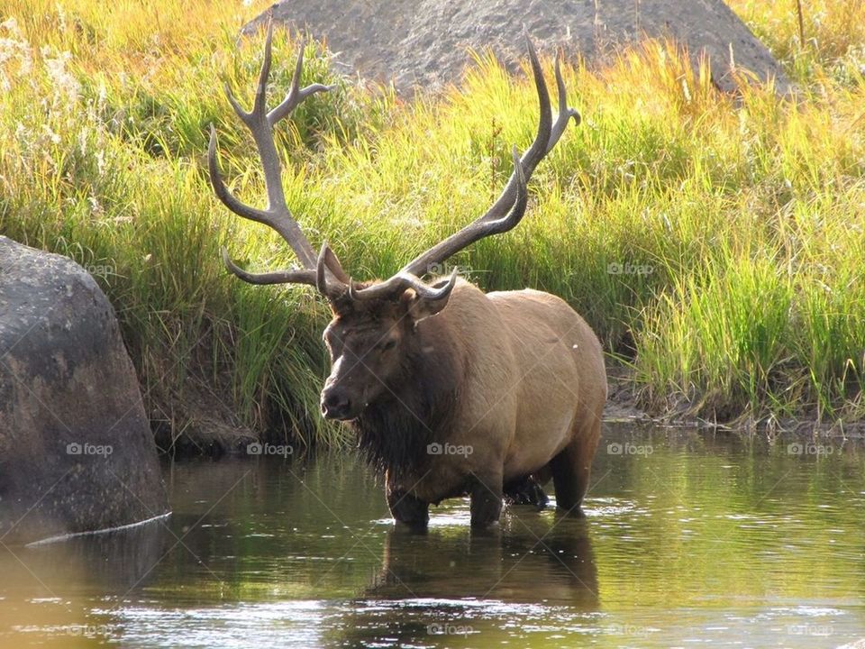 Elk