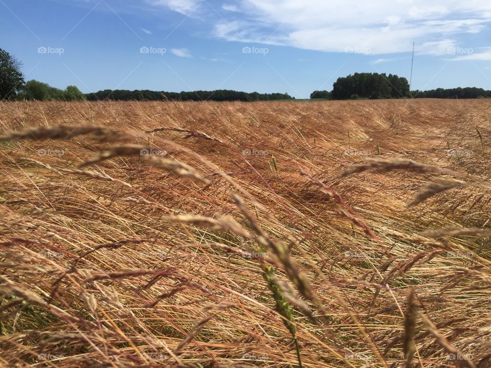 Wheat field in southern Sweden.