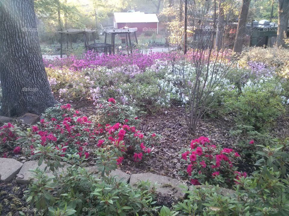 azaleas on hill
