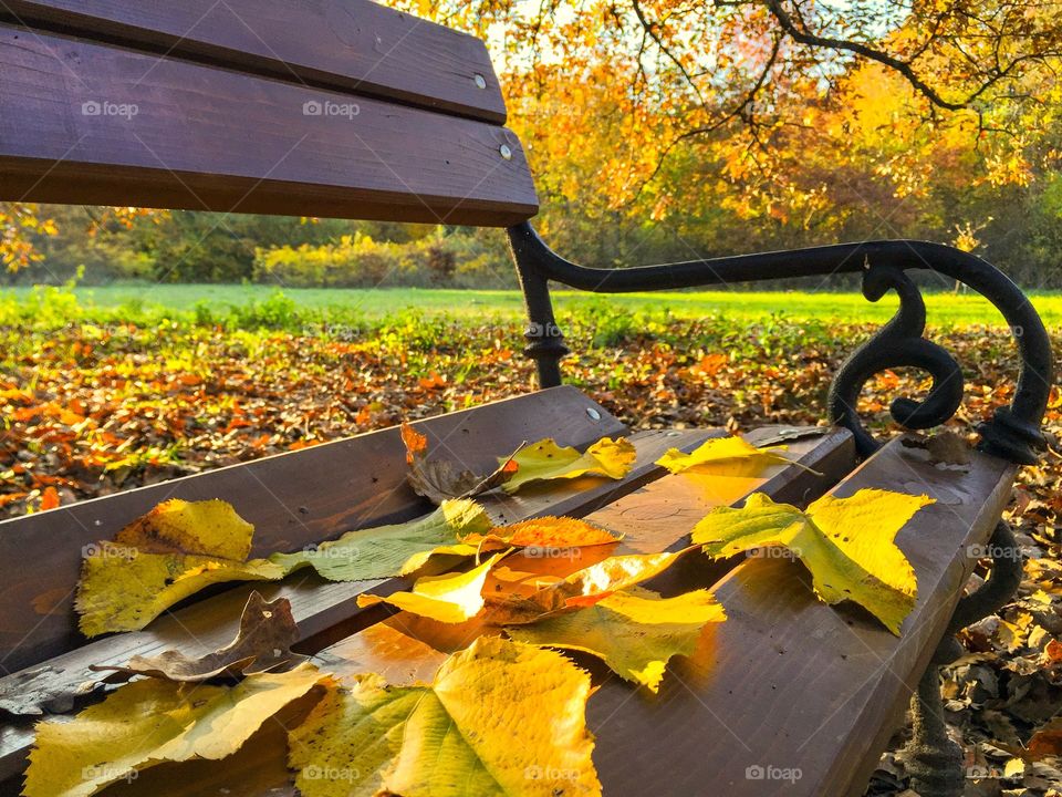 Yellow leaves on bench