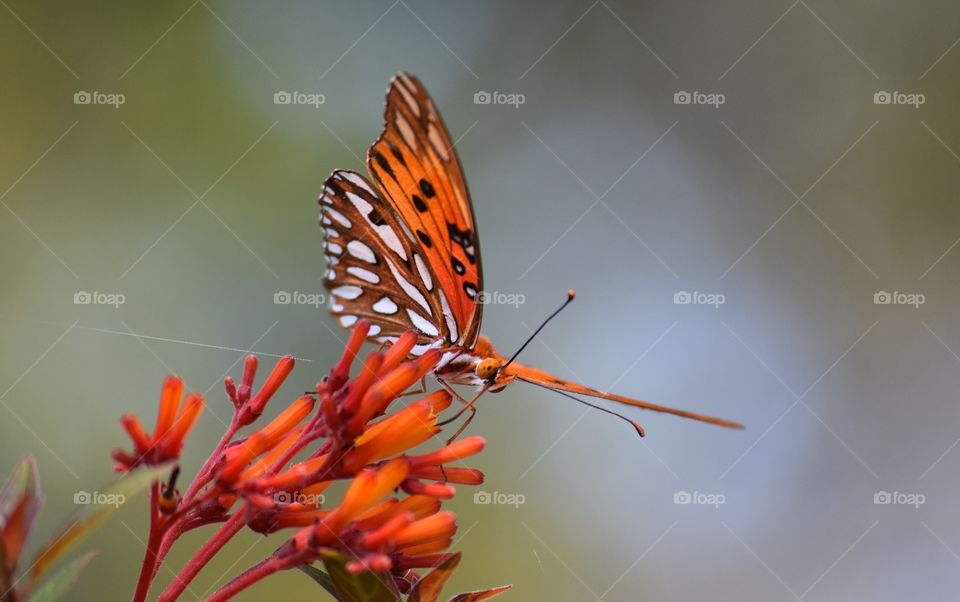 Stunning butterfly in the backyard