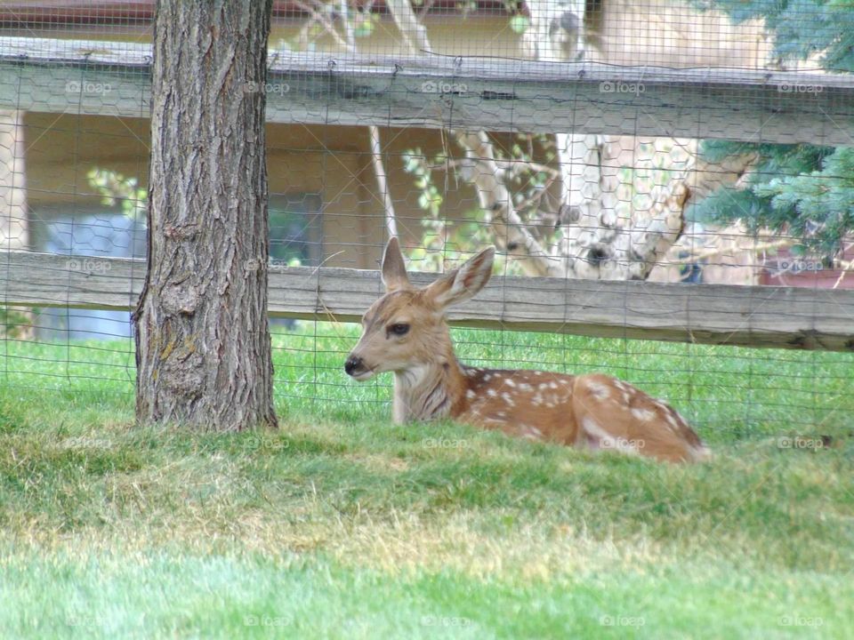 Fawn lying down for a rest. 