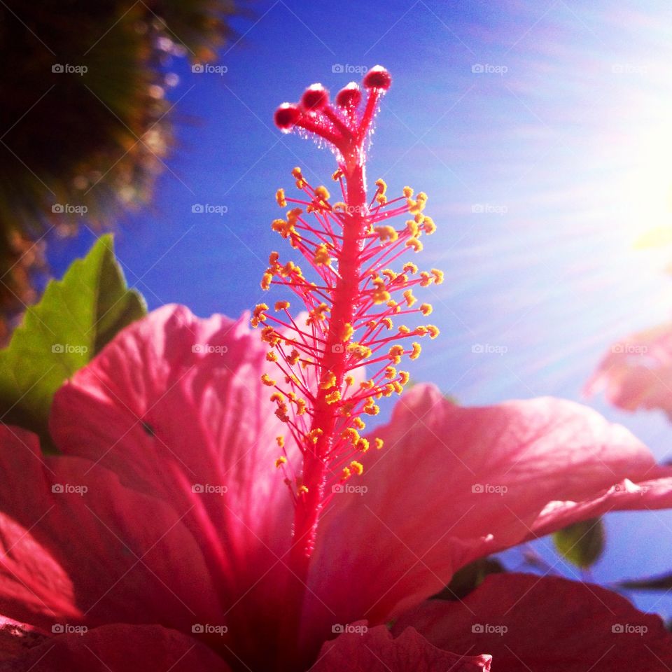 Beautiful flower. Vibrant pretty and fantastic hibiscus 