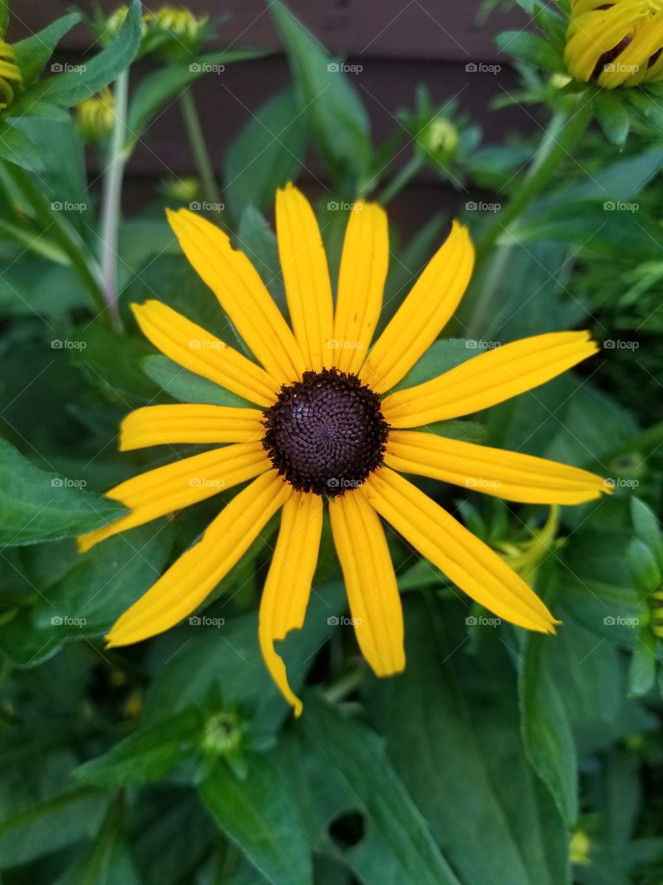 Nature, Summer, No Person, Flora, Flower