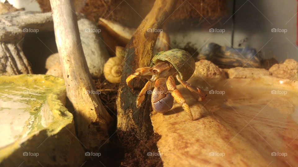 hermit crabs