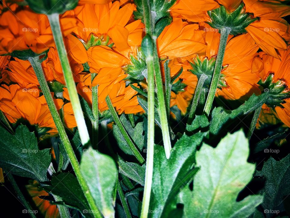 An orange flowers. Flowers taken from below