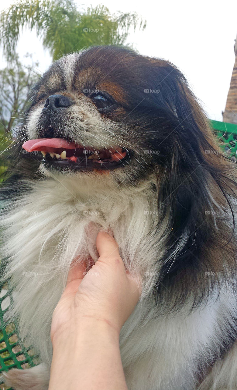 pekingese smiling, small dog