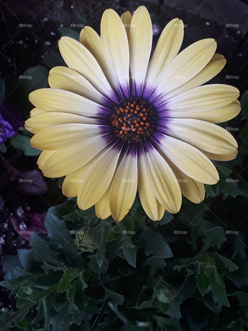 Yellow african daisy with a purple center