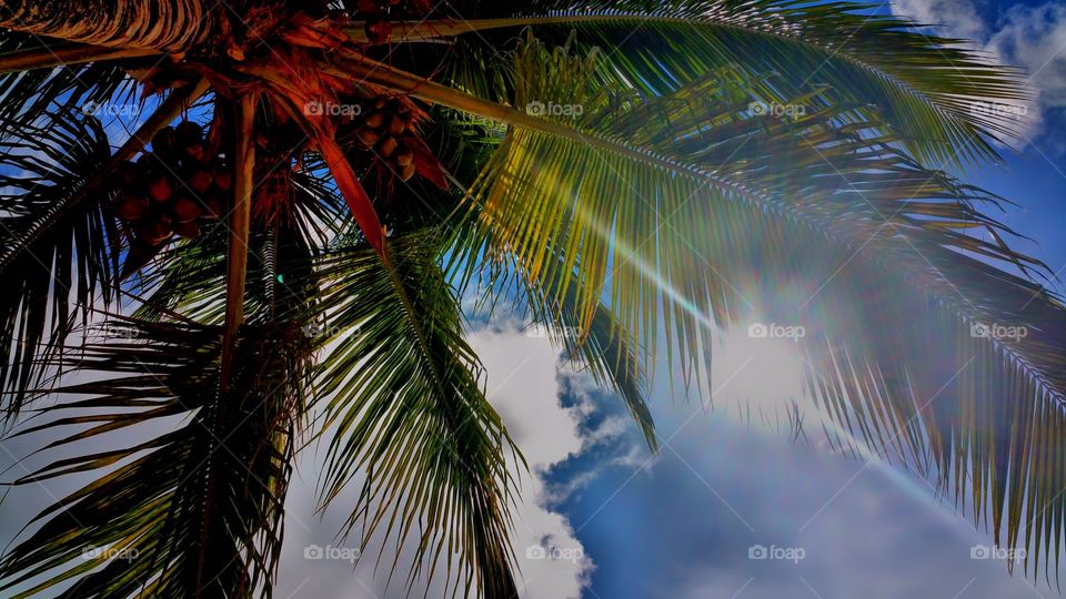 sun radiating through palm tree..not just any plam this is from St Lucia in the Caribbean