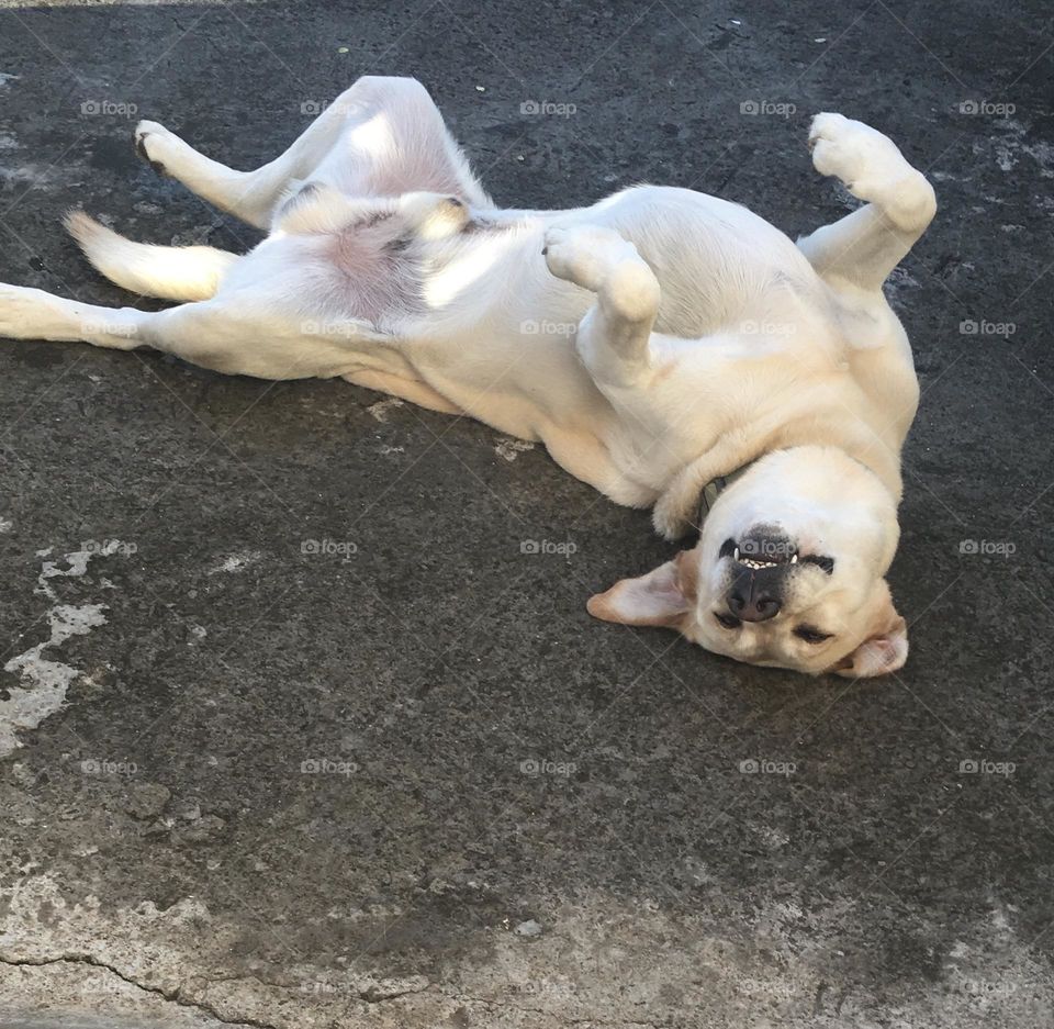 La folie bergère 🤫