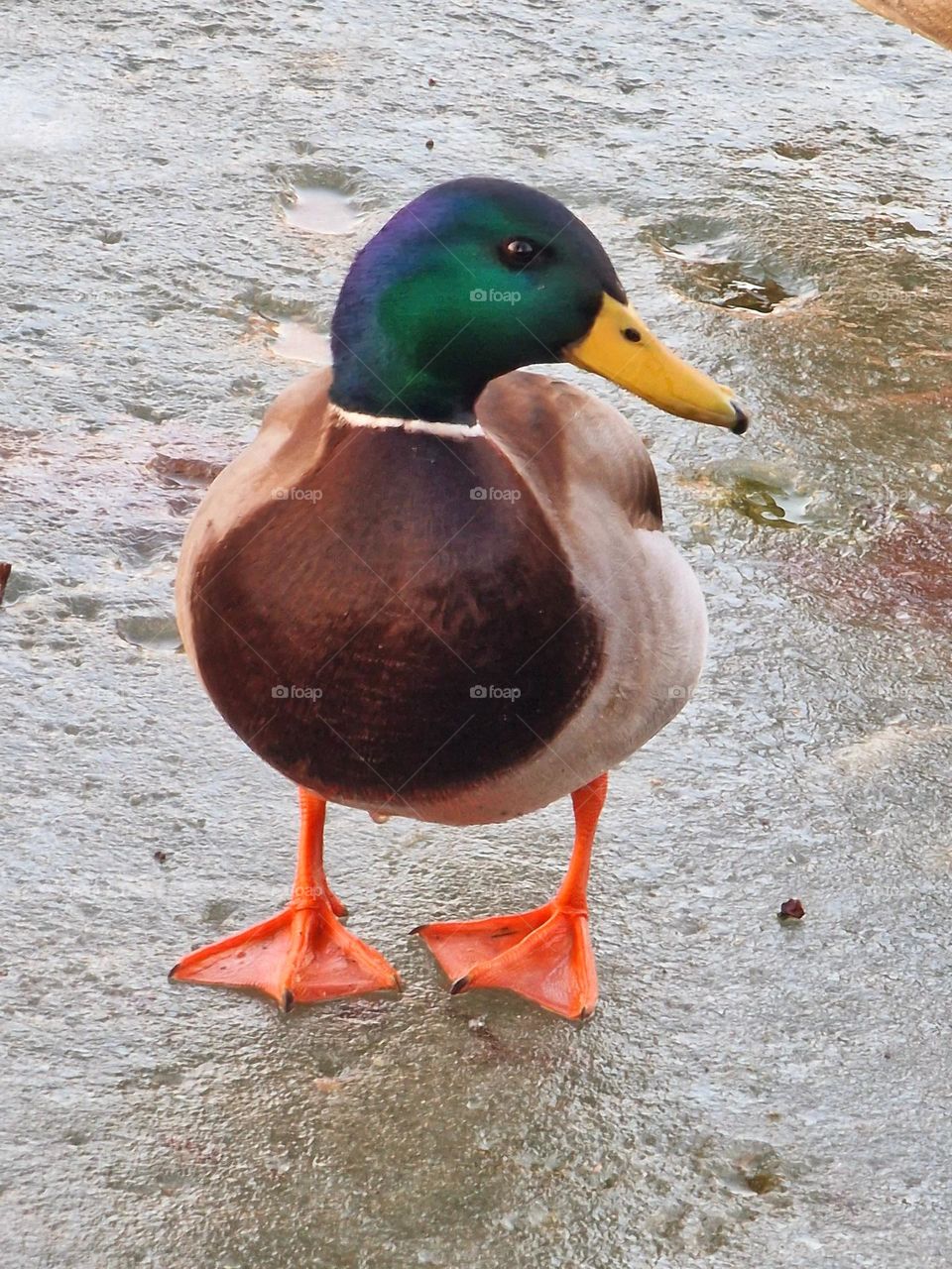 wild duck