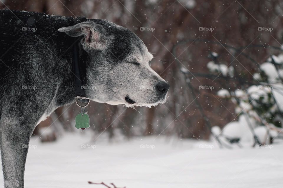 Side view of cute dog squinting with snow falling and snowflakes in winter