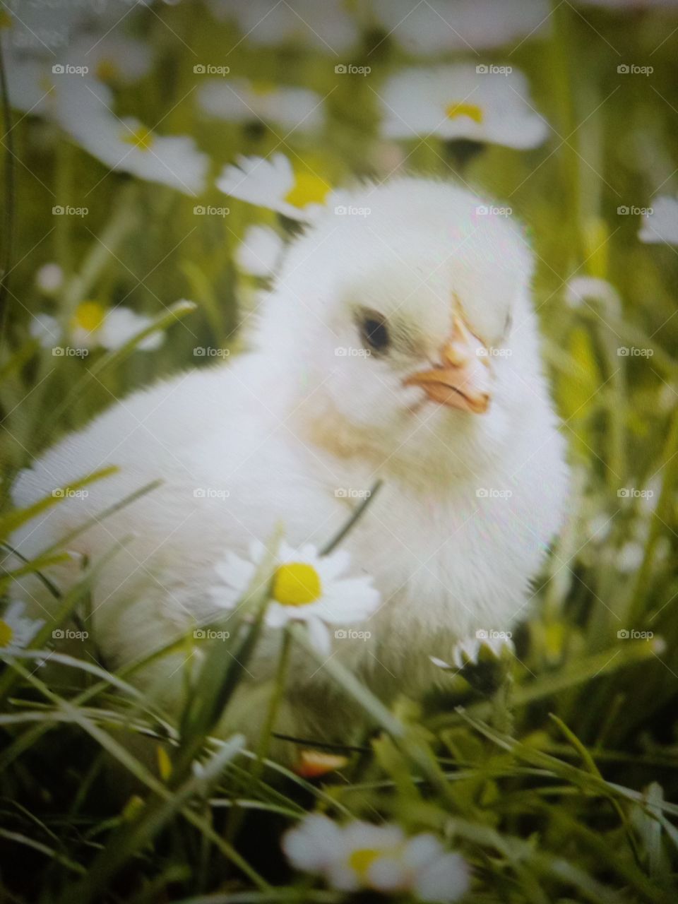 Fluffy Chicken