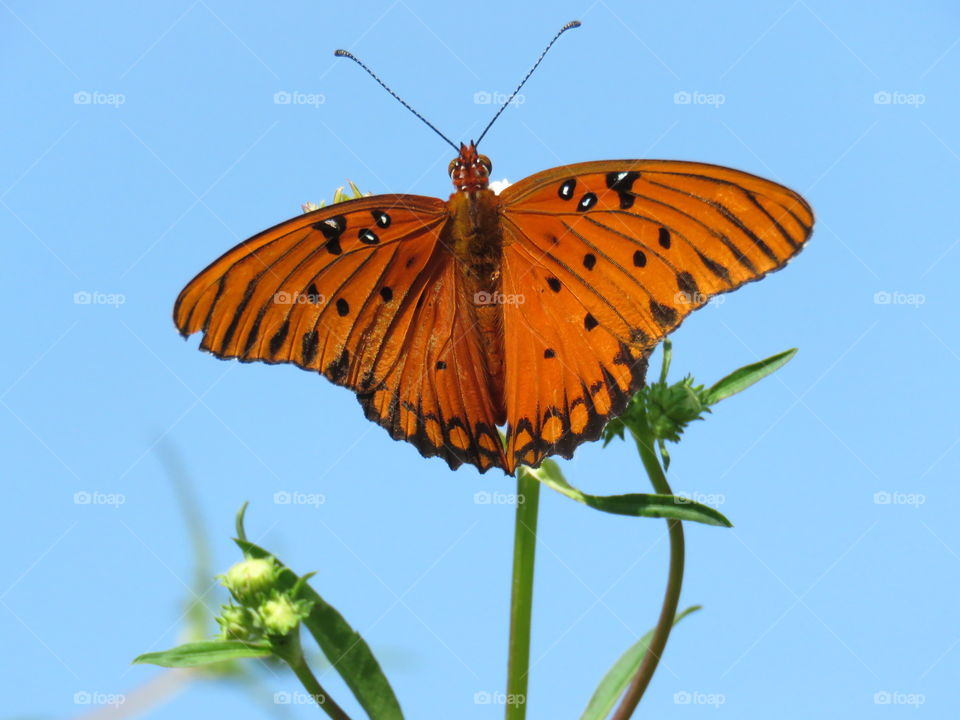 Gulf Fritillary