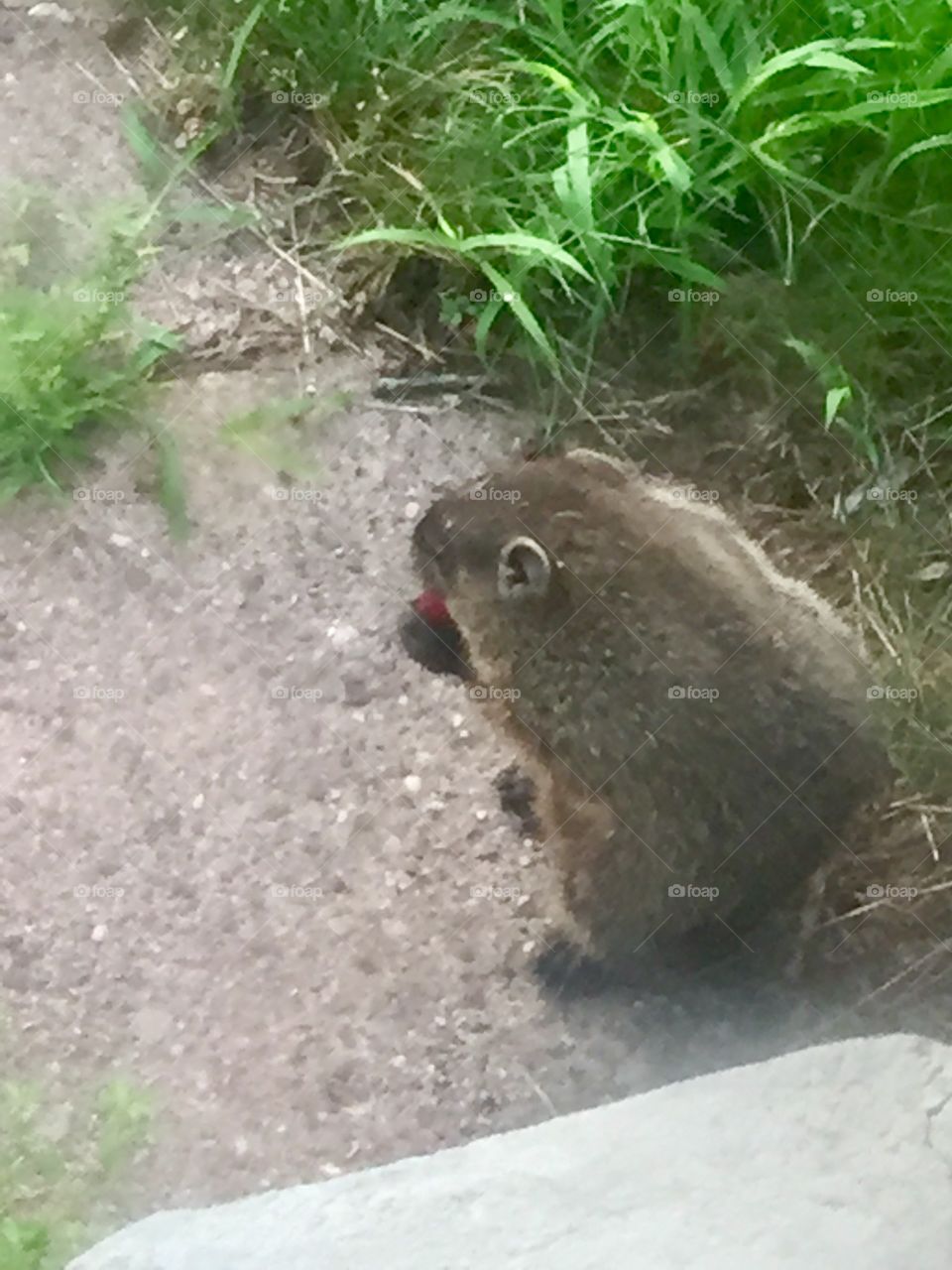 Groundhog eating strawberry 