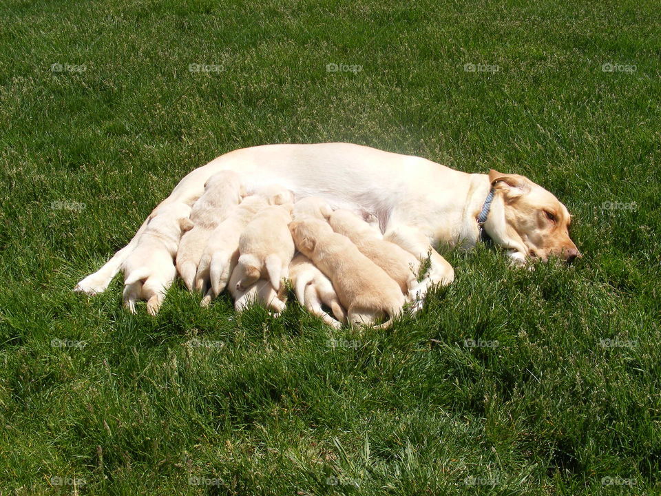 She has 8 yellow Labrador retriever puppies.