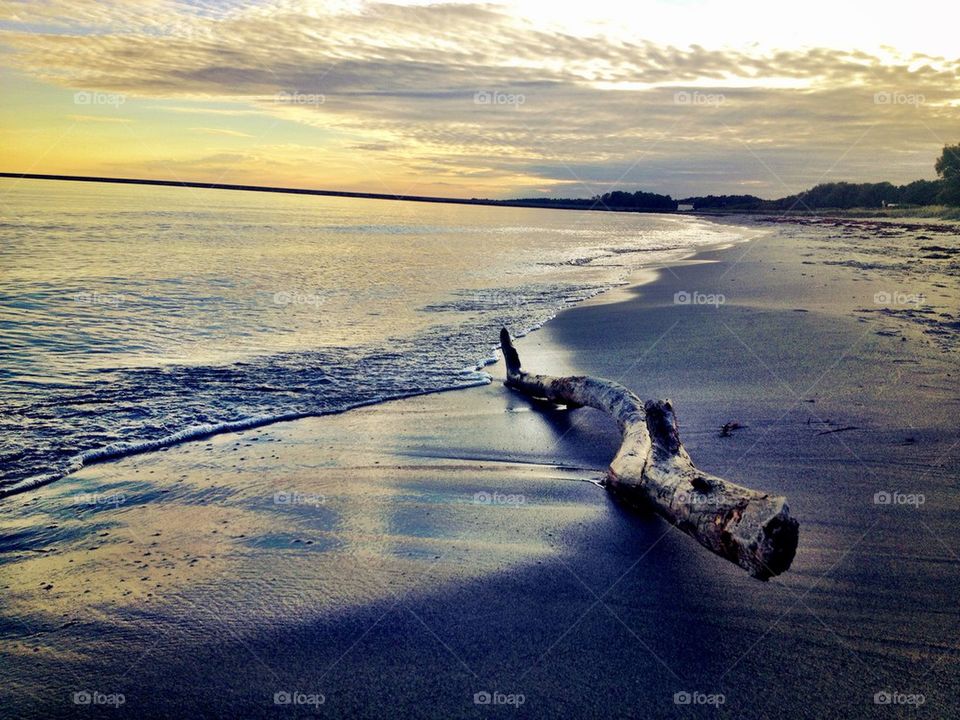 Driftwood