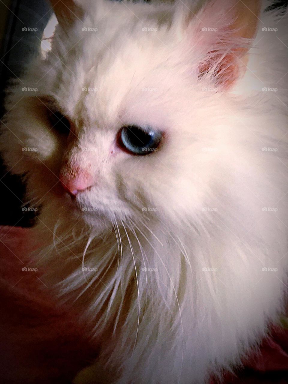 What a beautiful nose 