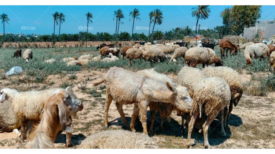This is a wonderful shot of the donkey enjoying drinking fresh sheep's milk
