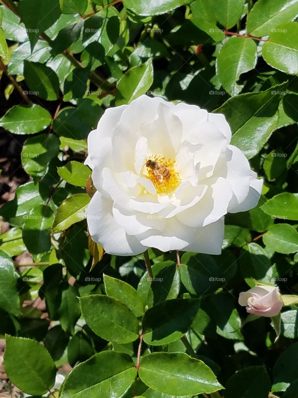 Bee in White Rose.