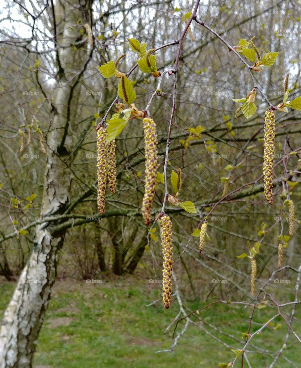 baum birke Pollen blühten Frühling