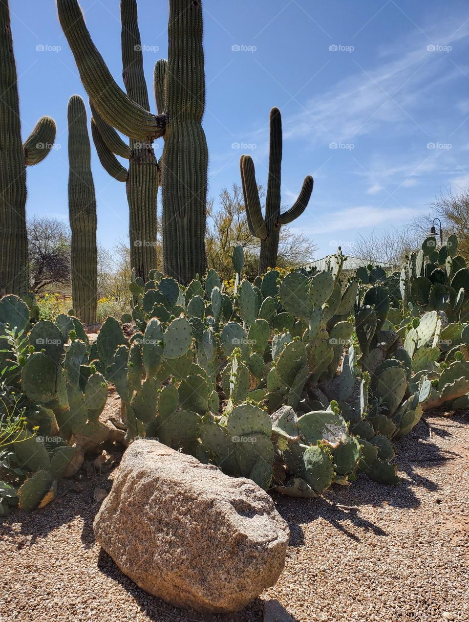 Saguaro and Prickly Pear Cactus
