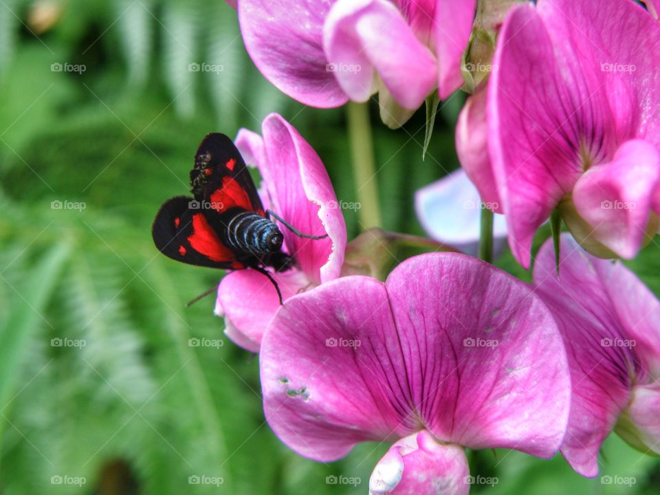 Insect on pink flower