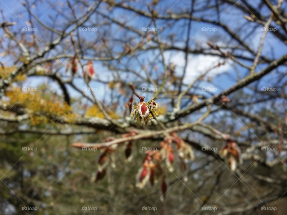 Winged Elm Tree Seed