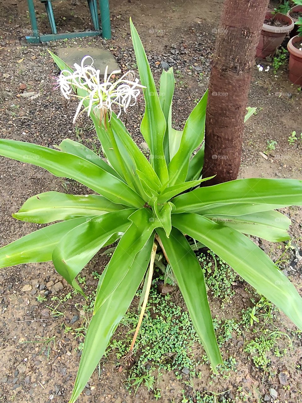 📷📷👁️👁️
Crinum asiaticum Plant
🌱🌱🌱🌱
🌼🌼🌼🌼
World of Flora