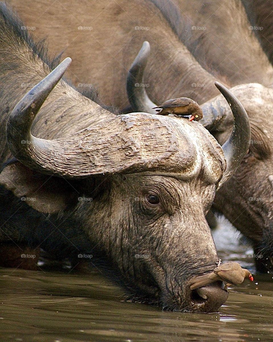 A buffalo drinking from the water hole (covered in ox peckers) 