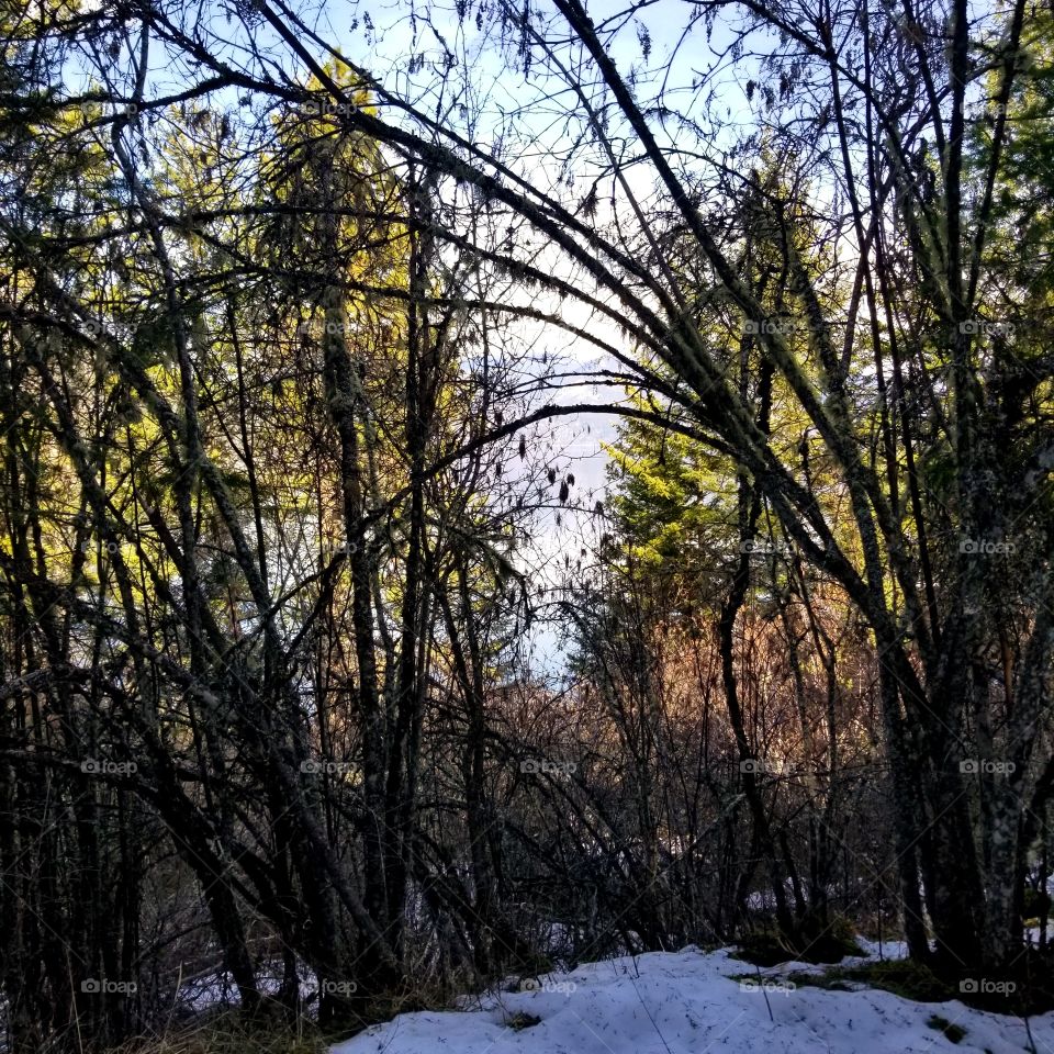 trees in the woods with snow on a hike with sunshine
