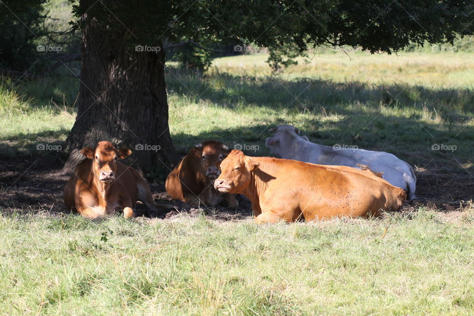 Cows under a tree