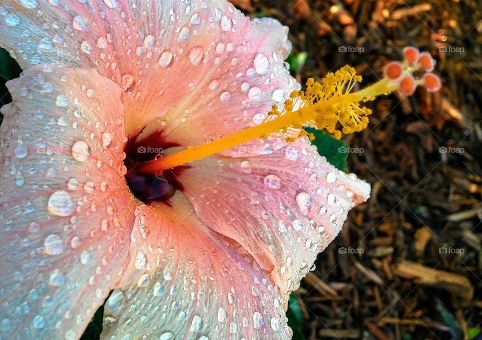Morning dew on Hibiscus flower