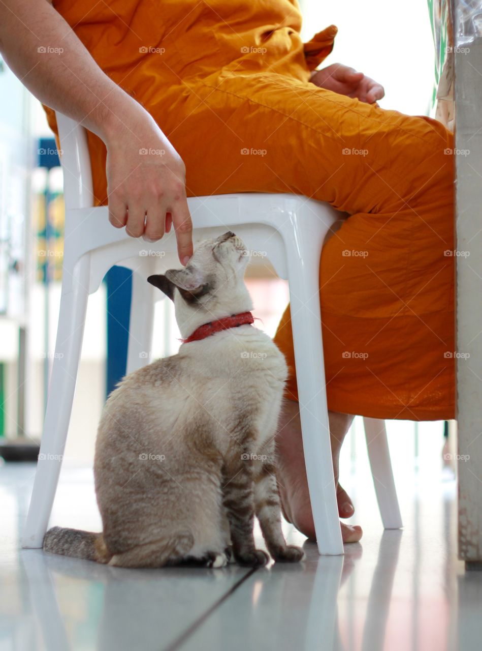 Cat playing with Thai monk.