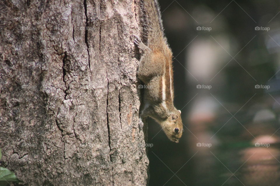 just a click of squirrel
