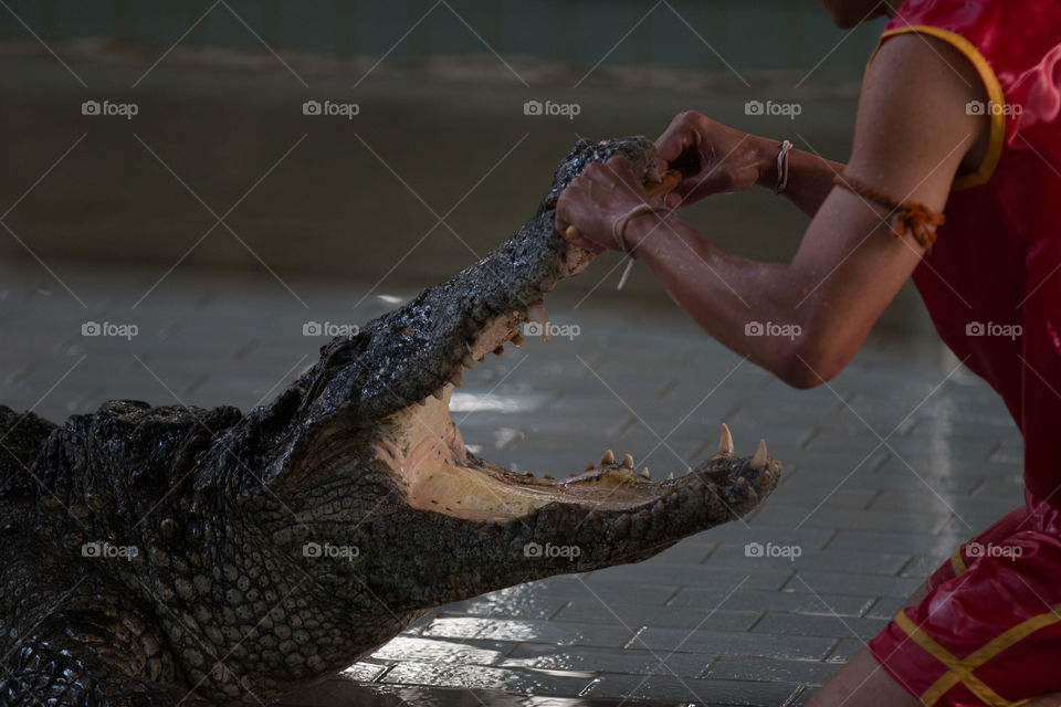 Reptile, One, People, Water, River