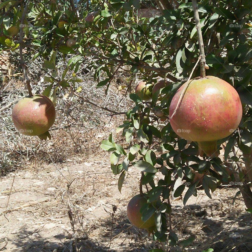  A pomegranate and a pomegranate in a tree.