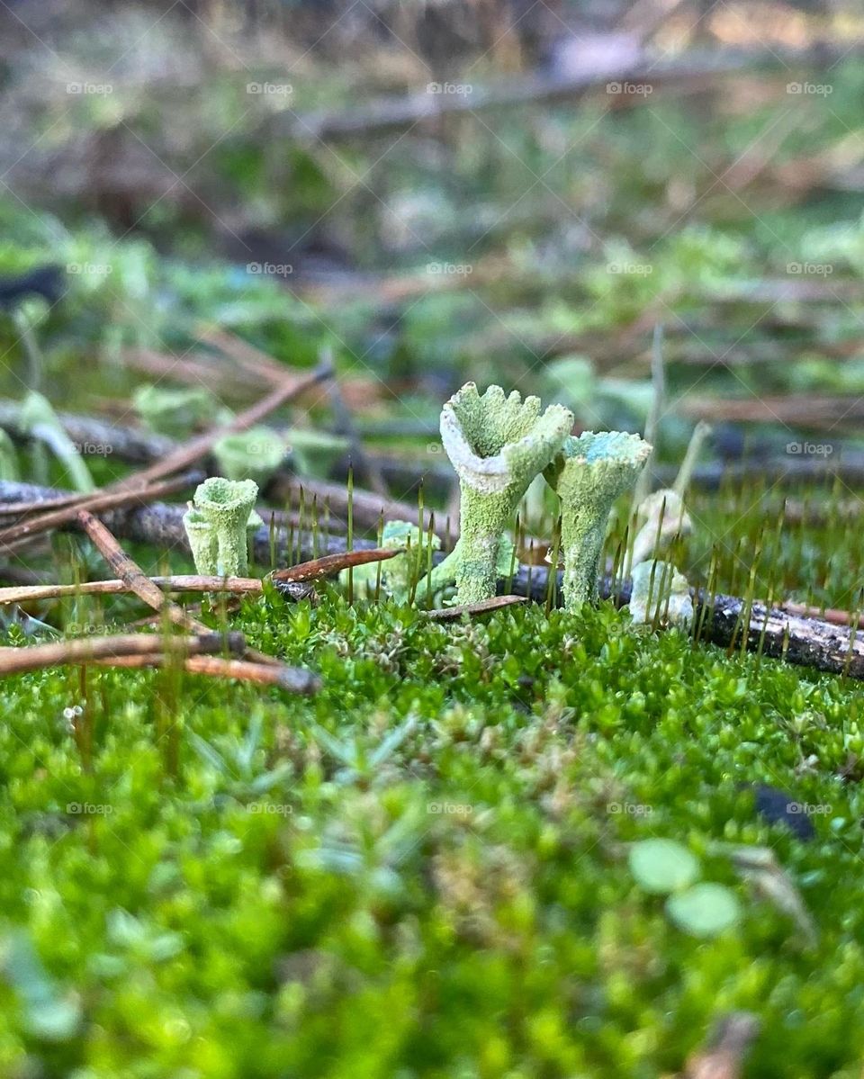 Unusual tiny green mushrooms