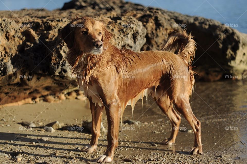 I love golden hour, and golden retriever.