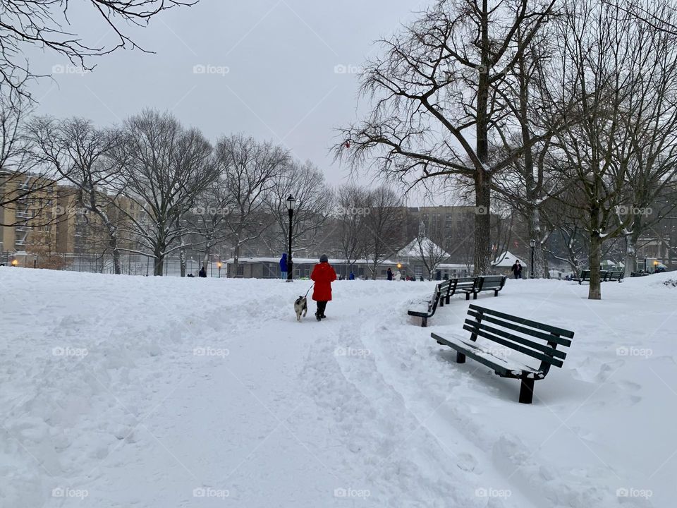 Dog walk in the snow 