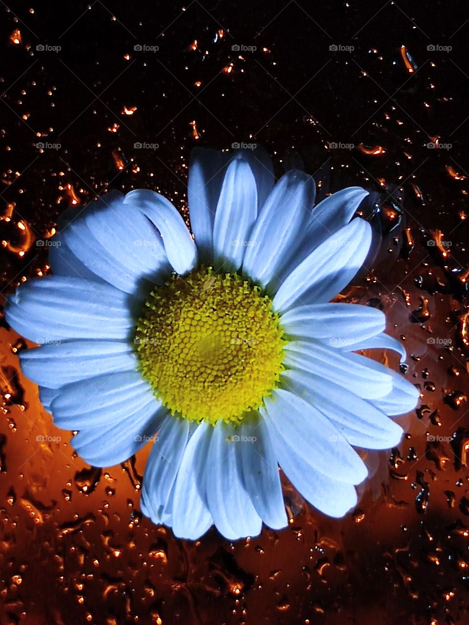 Chamomile on the window pane.  raindrops on the glass, which are illuminated by the light of street lamps