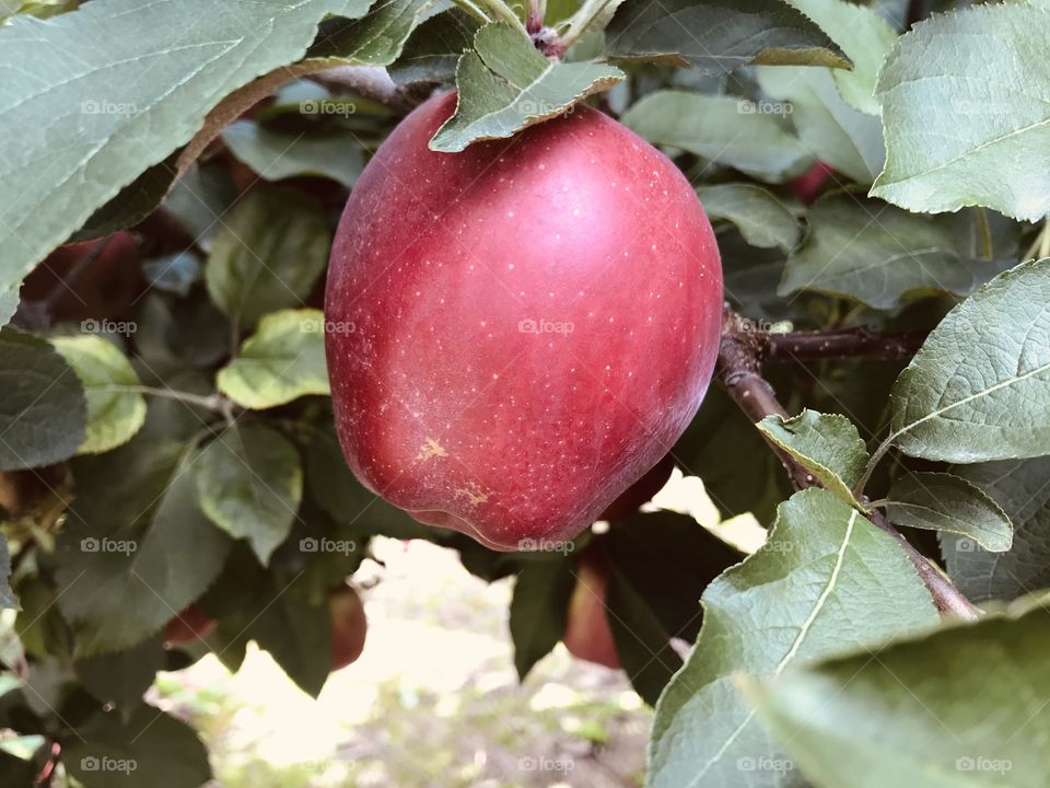 Red apple on an apple tree ready for picking 