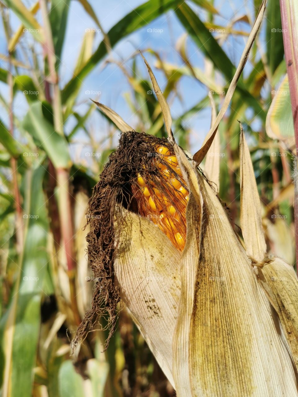 Maiskolben unter blauem Himmel