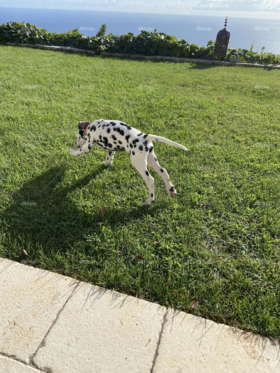 Dalmatian puppy running on green grass with a view of the sea.