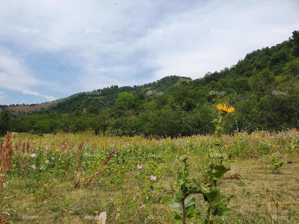 mountains view and a flower