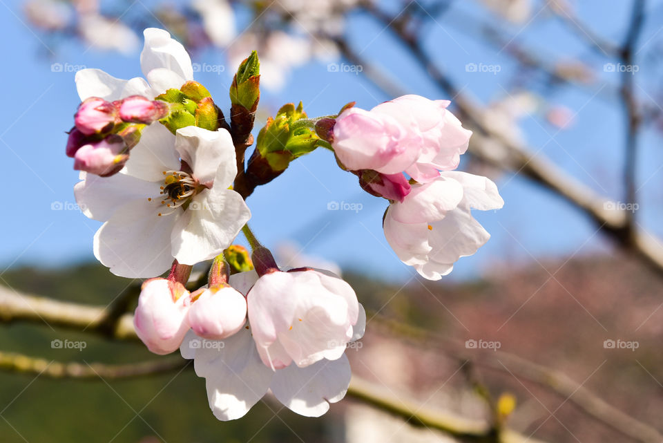 little sakura